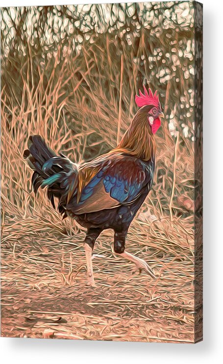 Hawaii Acrylic Print featuring the photograph Stylized Rooster by Teresa Wilson