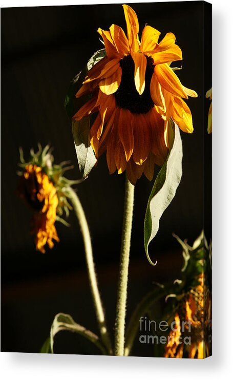 Summer Acrylic Print featuring the photograph Summer and the Beat of Your Heart by Linda Shafer