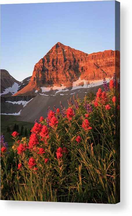 Red Acrylic Print featuring the photograph Summer Wildflowers on Timpanogos. by Wasatch Light
