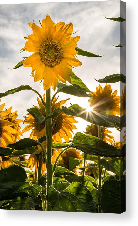 Sunflowers Acrylic Print featuring the photograph Sun and Sunflowers by Janet Kopper