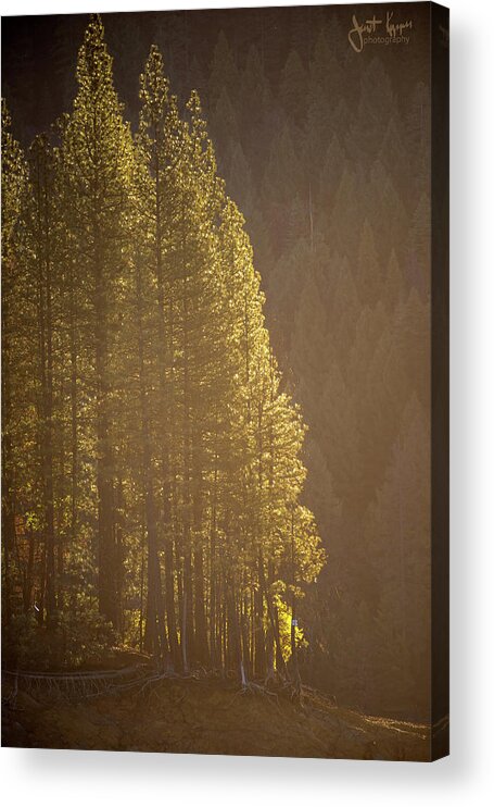 Sunlight Acrylic Print featuring the photograph Sun Kissed by Janet Kopper