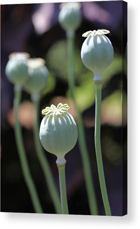 Poppy Acrylic Print featuring the photograph Sun Kissed Poppy Pods by Tammy Pool