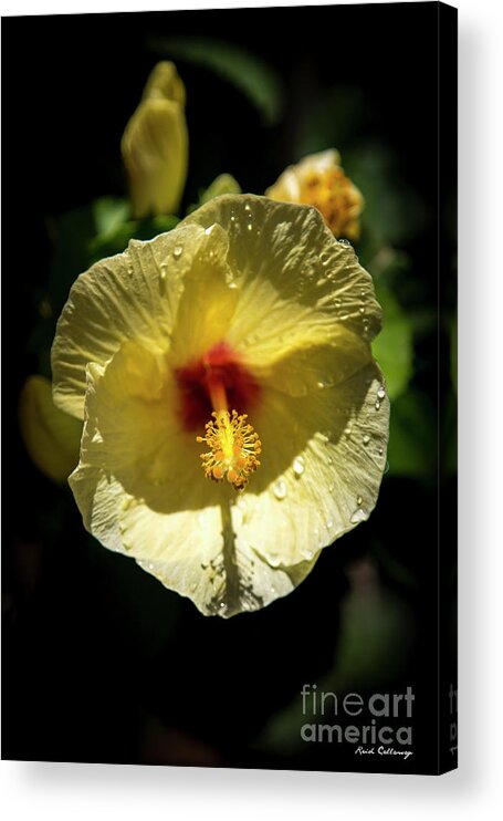 Reid Callaway Sun Soaked Acrylic Print featuring the photograph Sun Soaked Yellow Hibiscus Flower Kauai Hawaii Art by Reid Callaway