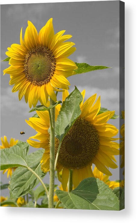 Desaturation Acrylic Print featuring the photograph Sunflower Buzz by Dylan Punke