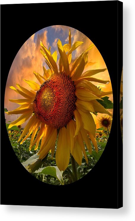 Sunflower Acrylic Print featuring the photograph Sunflower Dawn in Oval by Debra and Dave Vanderlaan