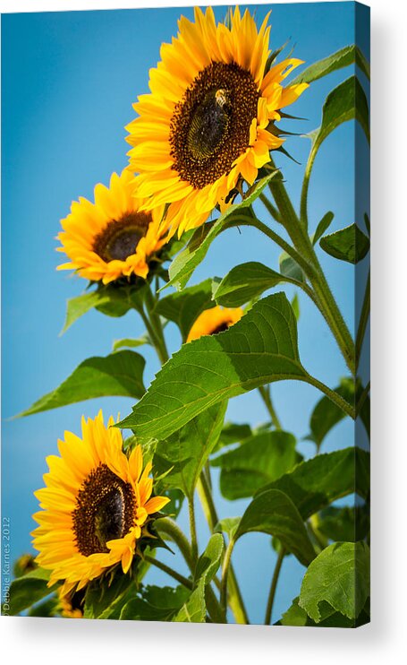 Sunflowers Acrylic Print featuring the photograph Sunflower Morning by Debbie Karnes