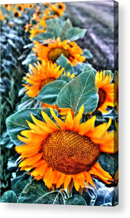 Flora Acrylic Print featuring the photograph Sunflower Row by David Matthews