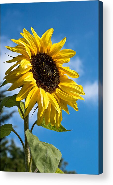 Sunflower Acrylic Print featuring the photograph Sunflower by Scott Carruthers