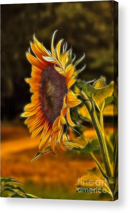 Sunflower Acrylic Print featuring the painting Sunflower Series by Wendy Mogul