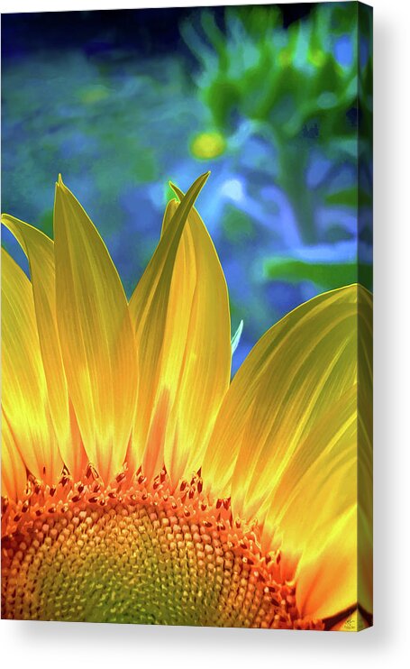 Flower Acrylic Print featuring the digital art Sunflower Sunshine by Pennie McCracken