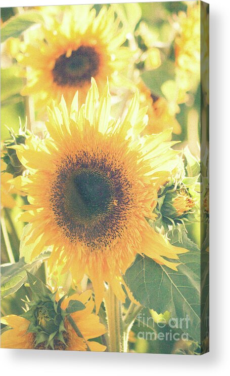 Sunflower Acrylic Print featuring the photograph Sunflowers  by Ana V Ramirez