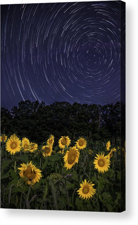Sunflowers Acrylic Print featuring the photograph Sunflowers under the Night Sky by Kristen Wilkinson