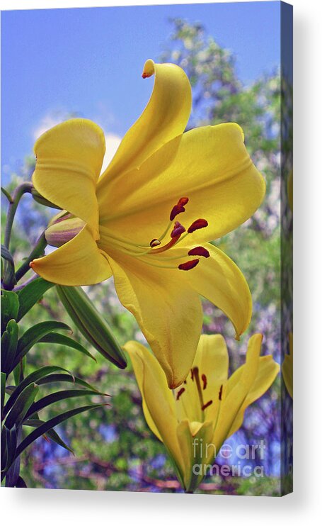 Nieves Nitta Acrylic Print featuring the photograph Sunlit Lilies by Nieves Nitta