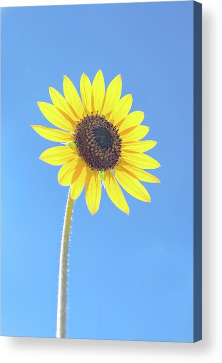 Sunflower Acrylic Print featuring the photograph Sunny Delight by Jennifer Grossnickle
