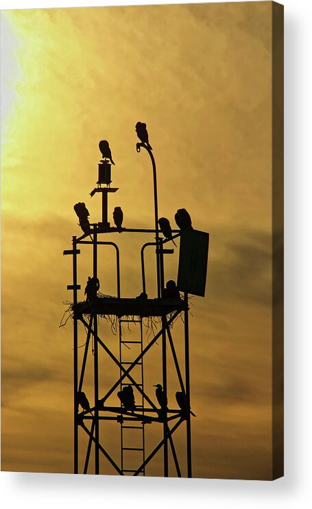 Sunset. Birds Acrylic Print featuring the photograph Sunset Nesting Birds by Doolittle Photography and Art