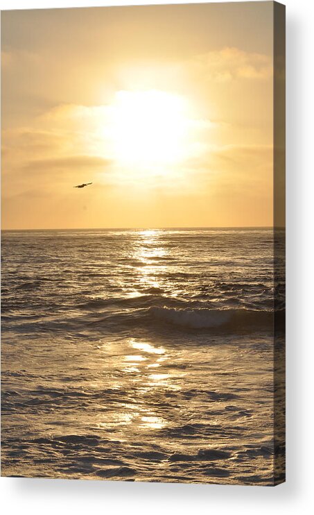 Bird Acrylic Print featuring the photograph Sunset Pelican Silhouette by Bridgette Gomes