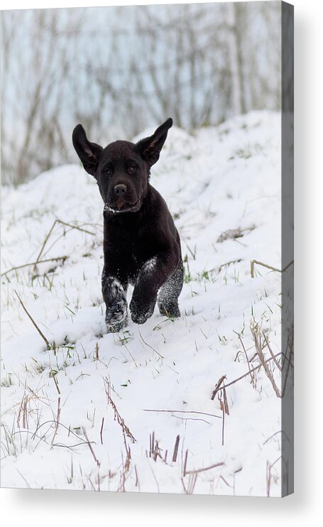 Pup Acrylic Print featuring the photograph Super Pup by Holden The Moment