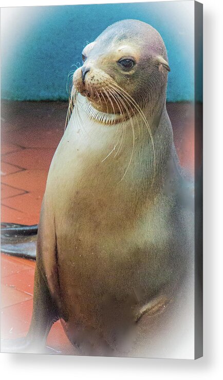 Sealion Acrylic Print featuring the photograph Sweet And Playful Galapagos Sea Lion by Venetia Featherstone-Witty