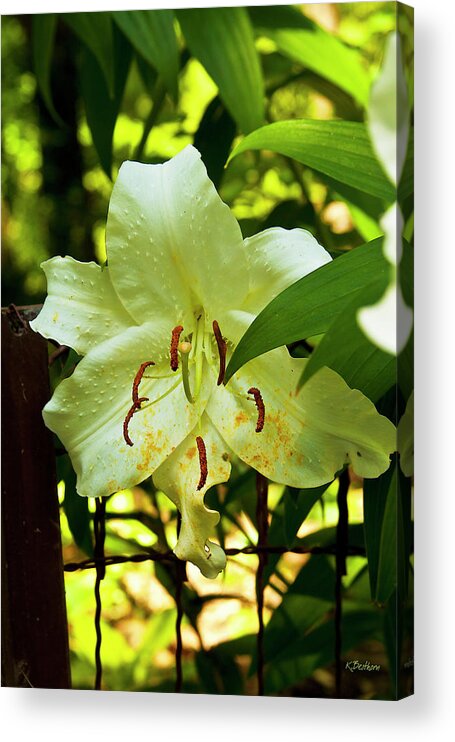 Lily Acrylic Print featuring the photograph Sweet Light by Kathy Besthorn