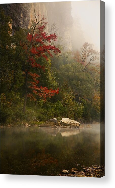 Sweetgum In The Mist Acrylic Print featuring the photograph Sweetgum in the Mist at Steel Creek by Michael Dougherty