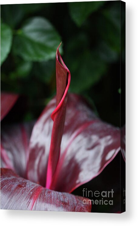 Nature Acrylic Print featuring the photograph Swirls by Cindy Manero