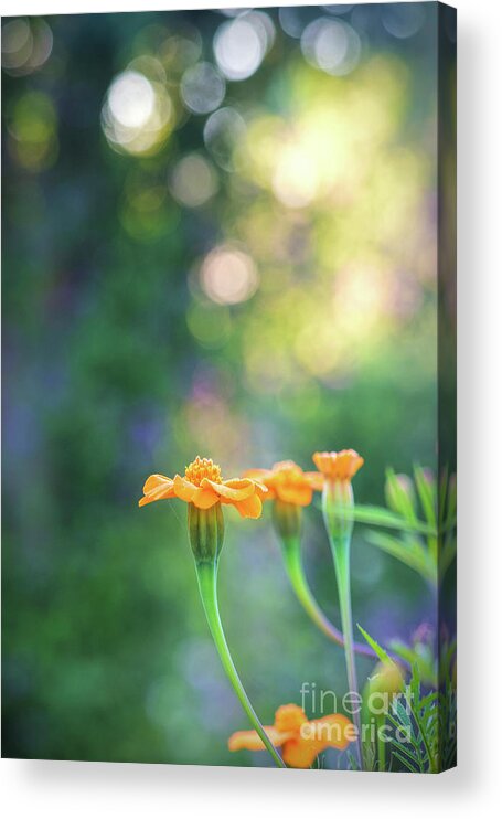 Tagetes Acrylic Print featuring the photograph Tagetes Dawn by Tim Gainey