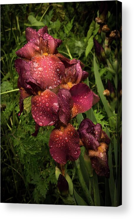Flower Acrylic Print featuring the photograph Tall Bearded Iris Warrior by Kathleen Scanlan