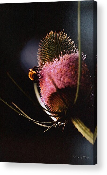 Floral Acrylic Print featuring the photograph Teasel with Bee by Tracey Vivar