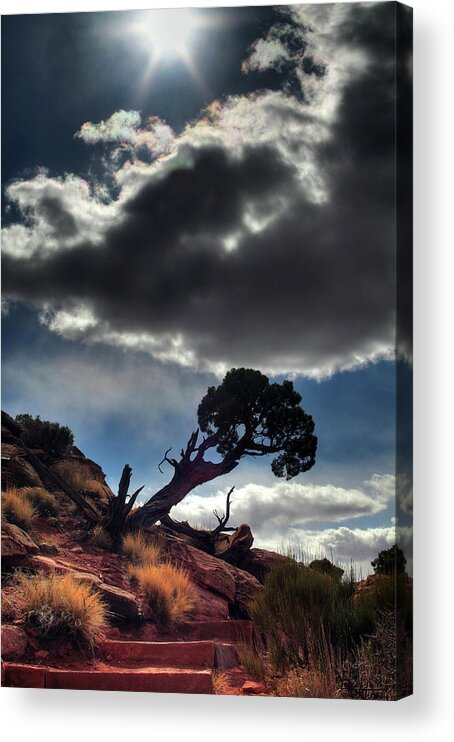 Tree Tenacity Desert Vertical Landscape Scenic Steps Sun Cloud Canyonlands Utah Moab Acrylic Print featuring the photograph TenaciTree by Peter Herman
