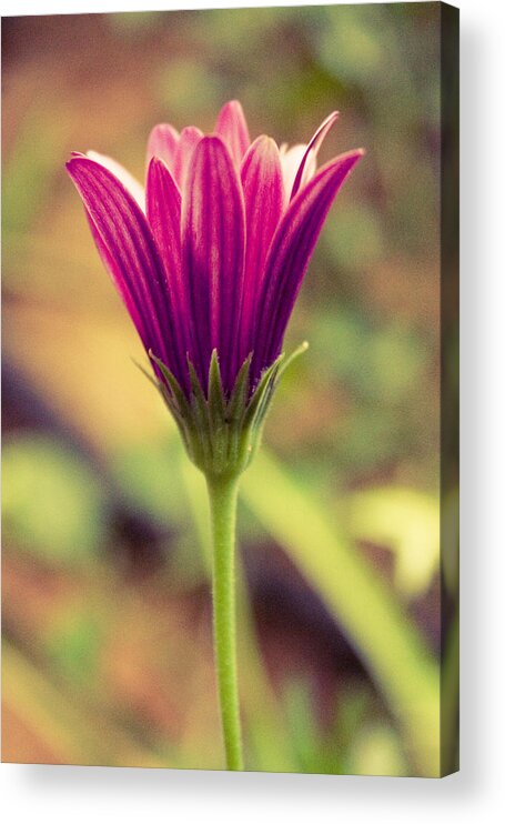 Flower Acrylic Print featuring the photograph That Thing You Do by Carmen Sandoval