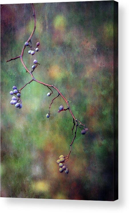 Autumn Berries Acrylic Print featuring the photograph The Berries Path 6574 LDP_2 by Steven Ward