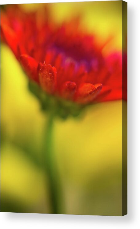 Abstract Acrylic Print featuring the photograph The Color Of Sunlight by John De Bord