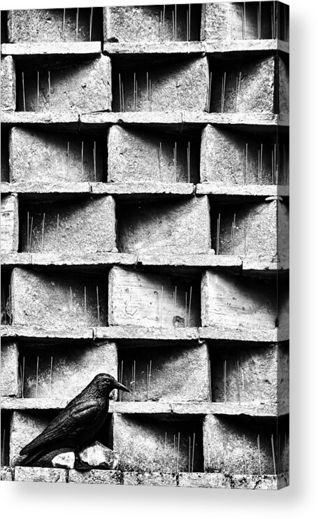 Crow Acrylic Print featuring the photograph The Crow by Marius Noreger