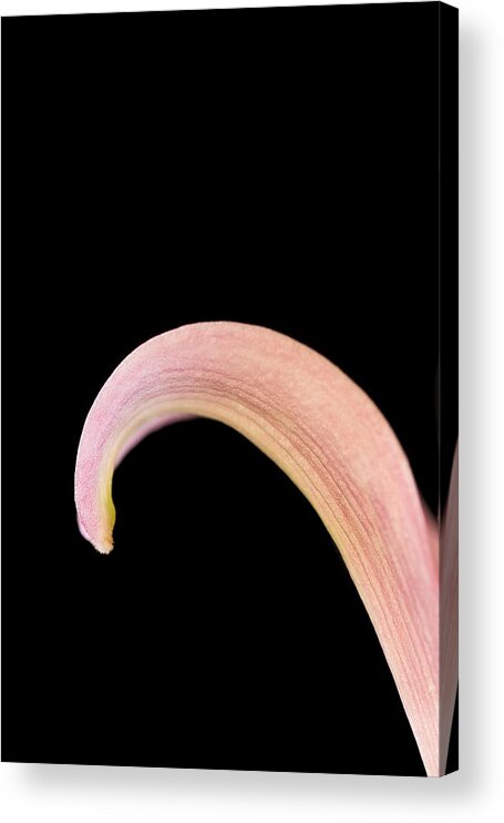 Pink Acrylic Print featuring the photograph The Curve by Cheryl Day