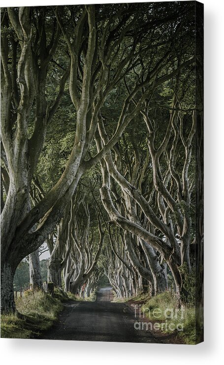 Game Of Thrones Acrylic Print featuring the photograph The Dark Hedges V by Pawel Klarecki
