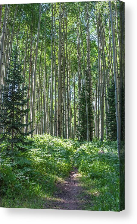 Forest Acrylic Print featuring the photograph The Forest Trail by Jody Partin