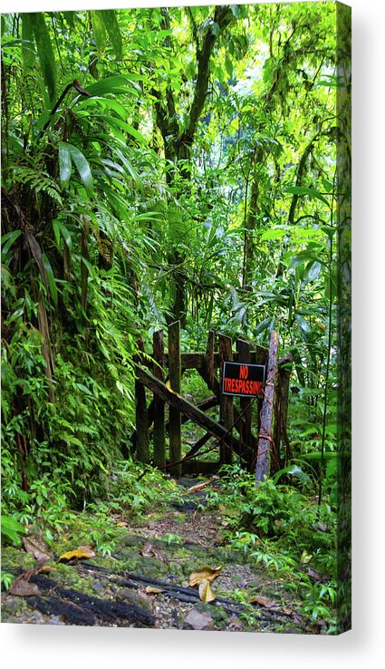 Travel Acrylic Print featuring the photograph The Friendly Forest by Arthur Dodd