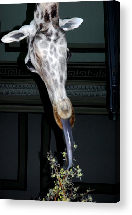 Usa Acrylic Print featuring the photograph The Giraffe by LeeAnn McLaneGoetz McLaneGoetzStudioLLCcom