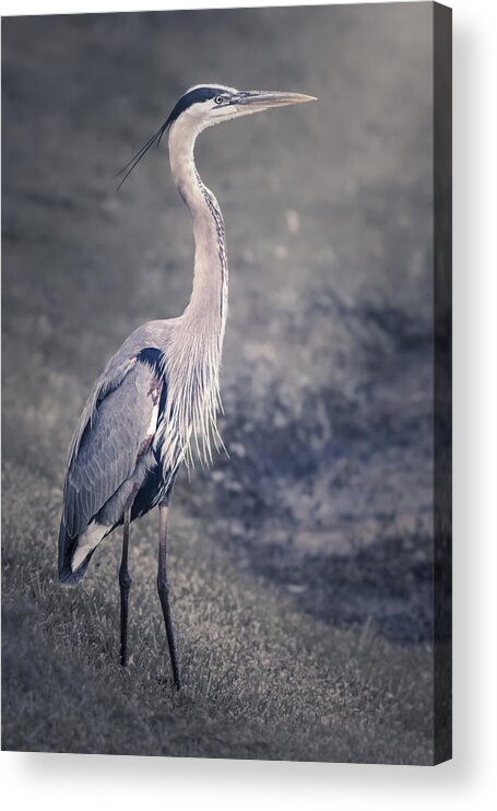 America Acrylic Print featuring the photograph The Great Blue Heron by Eduard Moldoveanu
