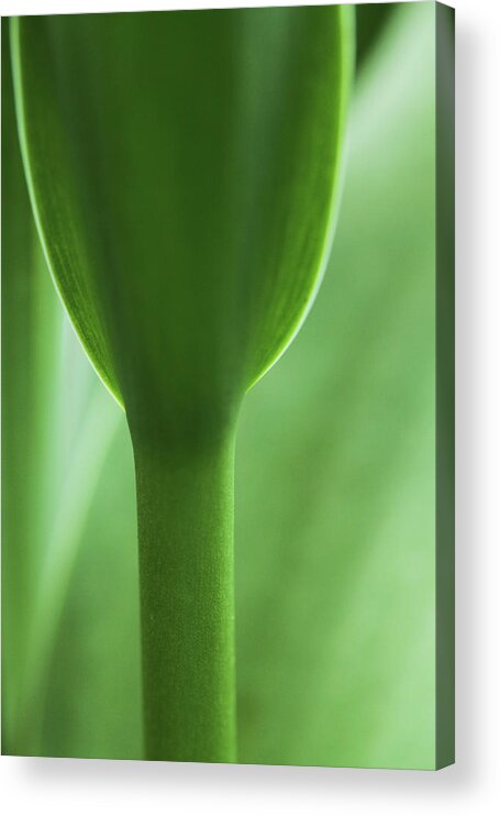Connie Handscomb Acrylic Print featuring the photograph Green Goblet by Connie Handscomb