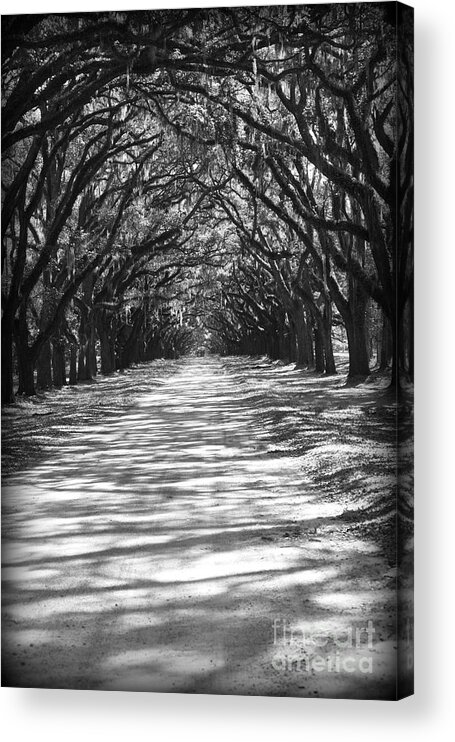 Georgia Acrylic Print featuring the photograph Live Oaks Lane with Shadows - Black and White by Carol Groenen