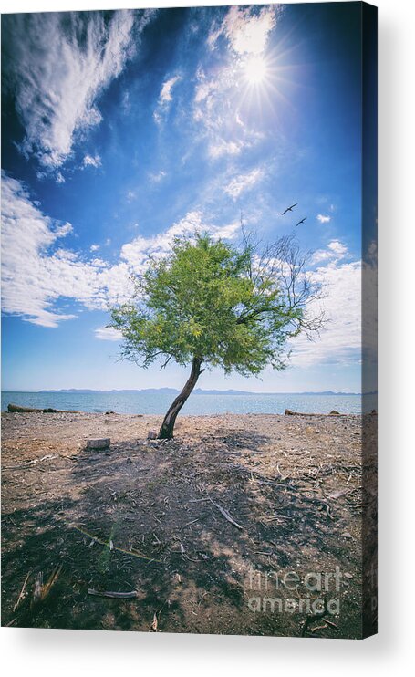 Tree Acrylic Print featuring the photograph The Mirage by Becqi Sherman