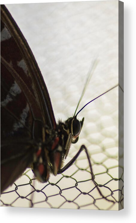 Photography Acrylic Print featuring the photograph The Net by Kathleen Messmer