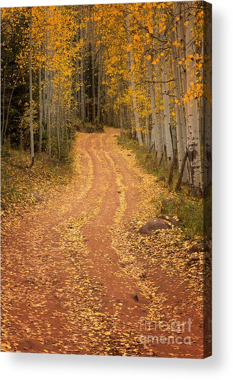 Fall Acrylic Print featuring the photograph The Pathway to Fall by Ronda Kimbrow