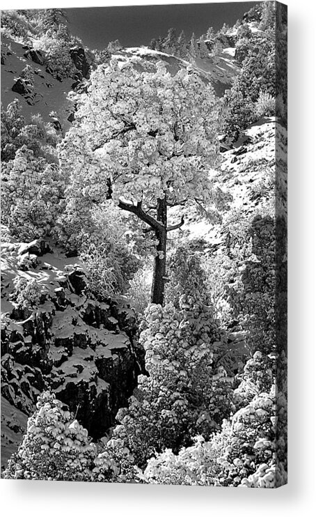 Snow Acrylic Print featuring the photograph The Powder Tree by Kevin Munro