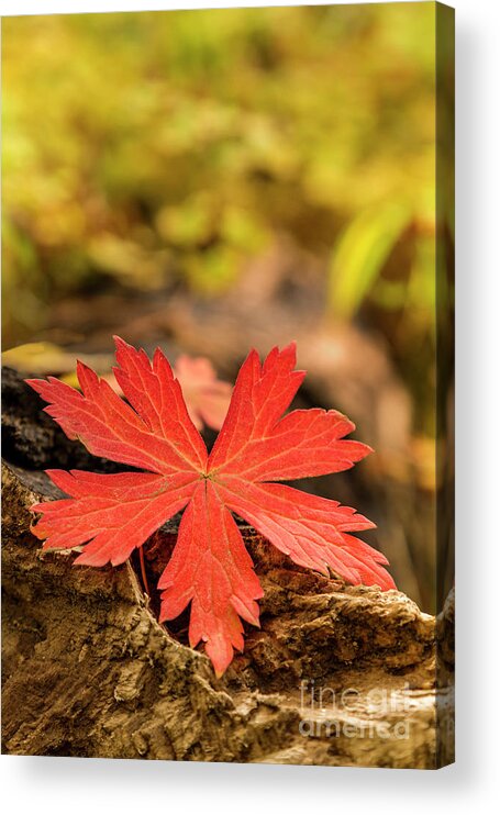 Leaf Acrylic Print featuring the photograph The Red Leaf by Ronda Kimbrow