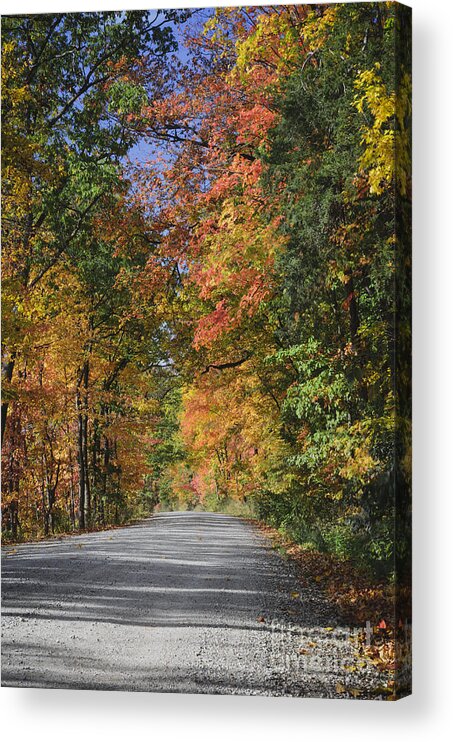 Autumn Acrylic Print featuring the photograph The Road To Color by Tamara Becker