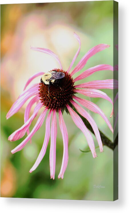 Flower Acrylic Print featuring the photograph The Sharing Game by Deborah Crew-Johnson