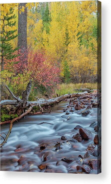 Fall Acrylic Print featuring the photograph The Sierra Autumn by Jonathan Nguyen