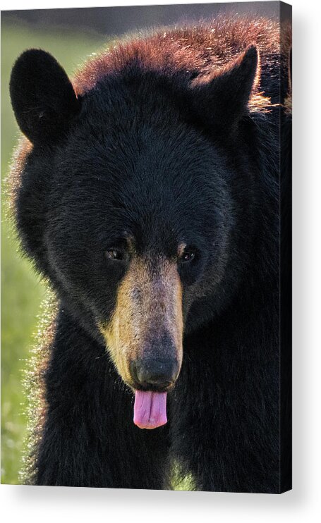 Bear Acrylic Print featuring the photograph The Tongue by Bill Wakeley